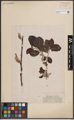 Foto von Salix caprea L.